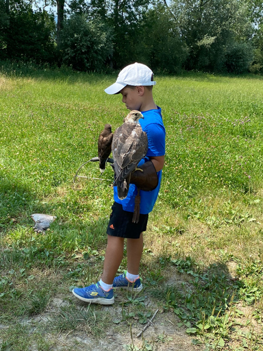 Greifvögel ganz nah