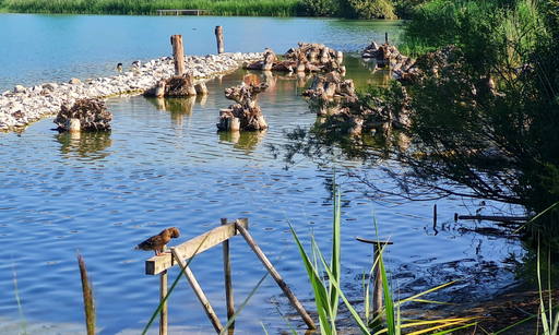 Vogelwarte