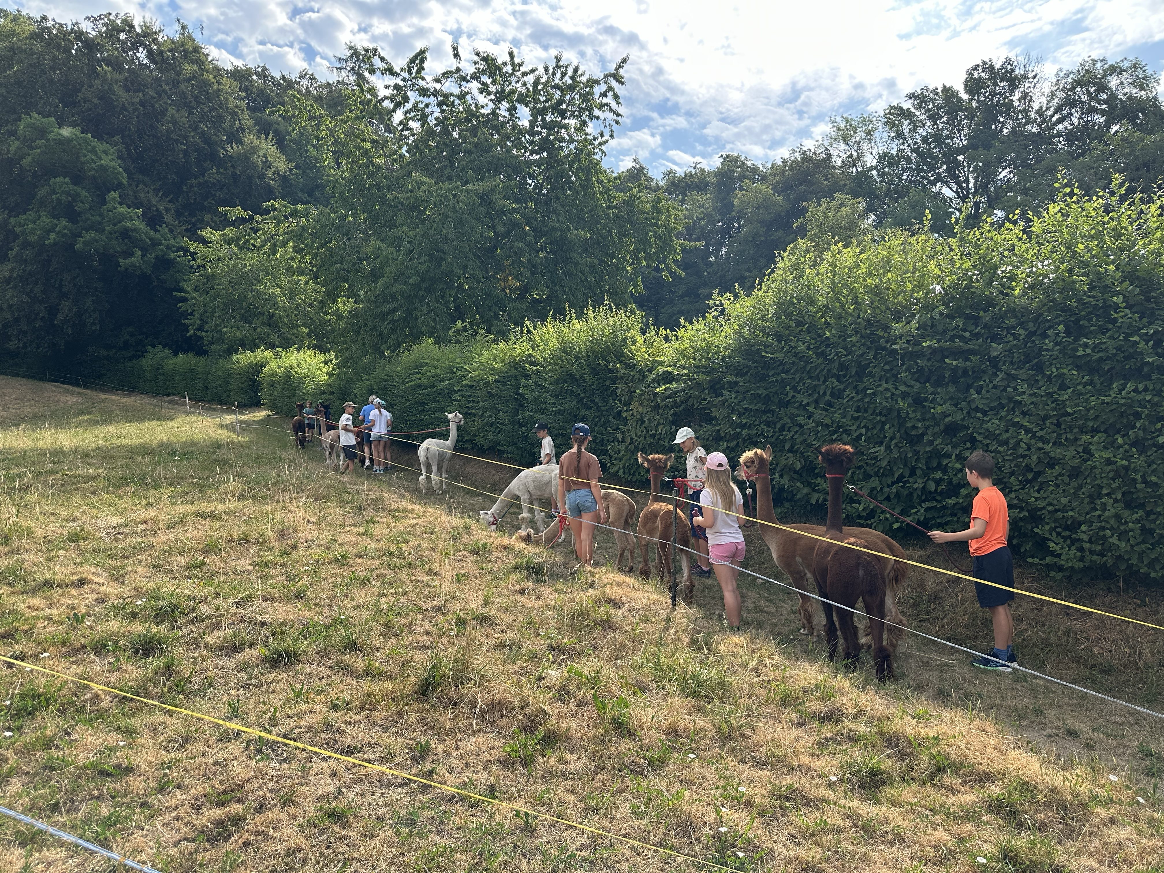Wandern mit Alpakas